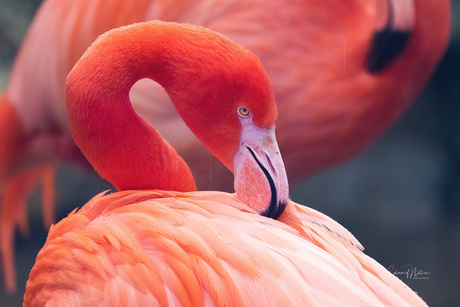 Flamingo,s 