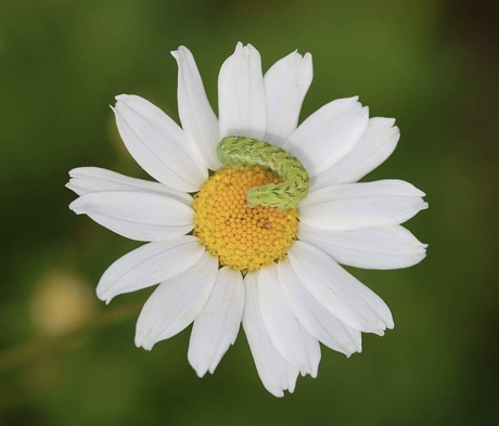 Rups van de Kamillevlinder