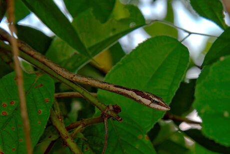 Almost invisible snake