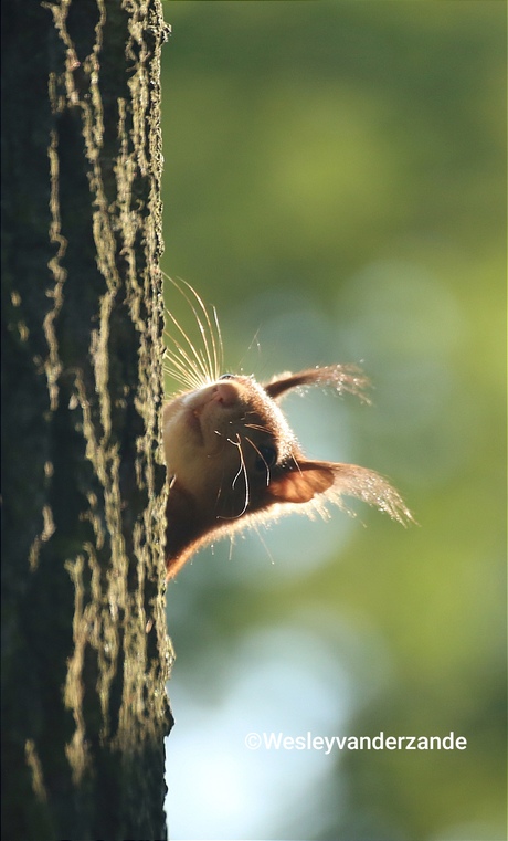 Eekhoorntje in de boom