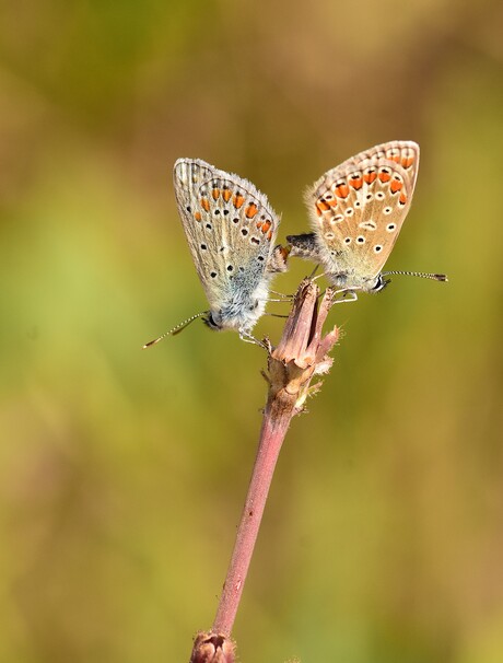 Parende Icarusblauwtjes