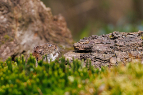 Je hoofd nét boven het maaiveld.....