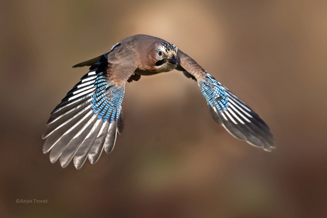 Gaai, Eurasian Jay, Garrulus glandarius Boshut Lichtenberg www.arjantroost.nl