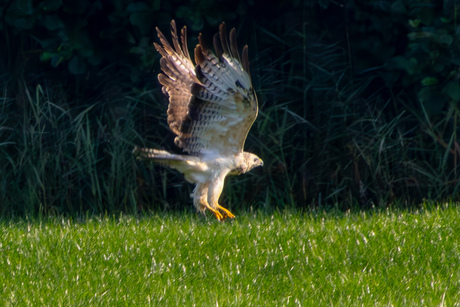 Buizerd maakt zich uit de voeten