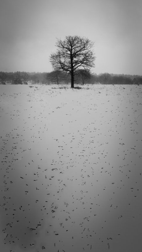 Winter landschap
