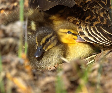 Dicht bij moeder eend