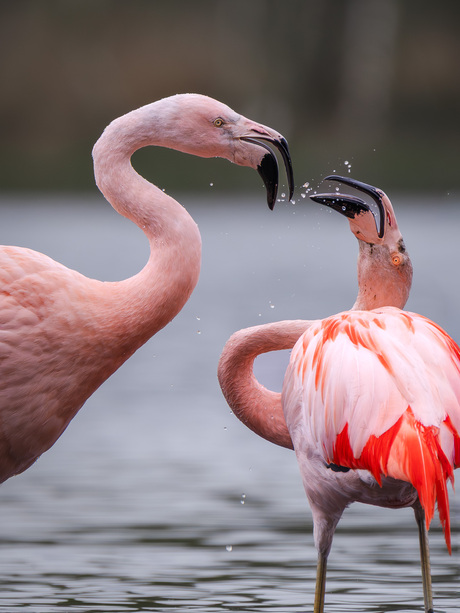 Meisjes plagen kusjes vragen