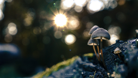 Paddenstoelen Rijsterbos