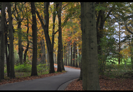 Herfstkleuren 