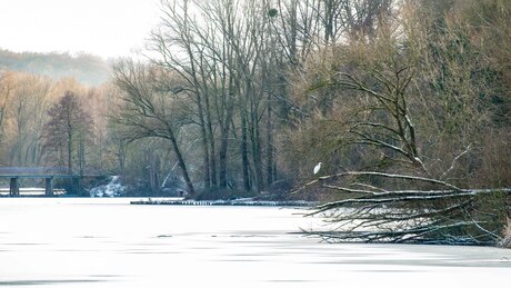 Zilverreiger in de sneeuw