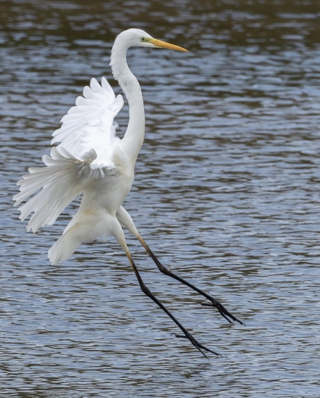 De Ballerina