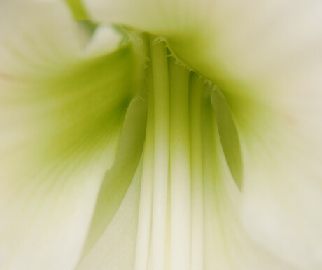 Macro of a flower at Keukenhof