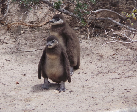twee  jonge pinguins