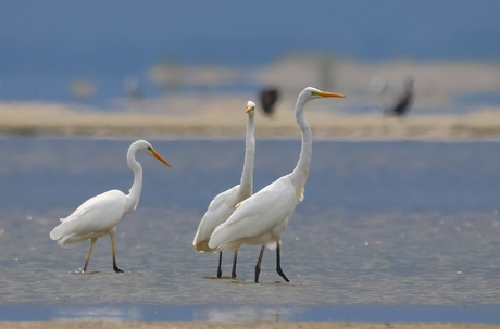 Zilverreiger