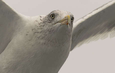 A birds view