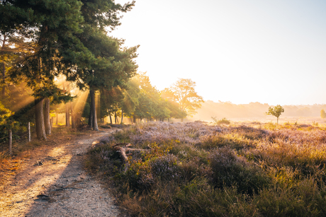 Zonneharpen op de heide