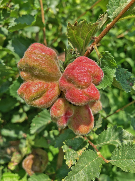 Perenbloedluis.