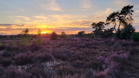 Kalmthoutse Heide 