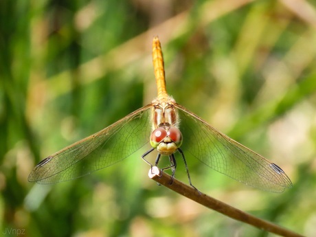 Steenrode heidelibel 