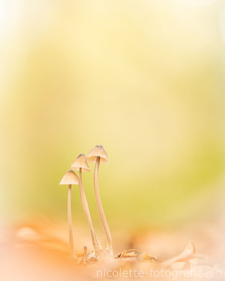 Trio Mycena