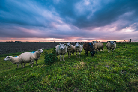 Familie schaap