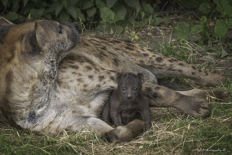 Hyena moeder met pup .