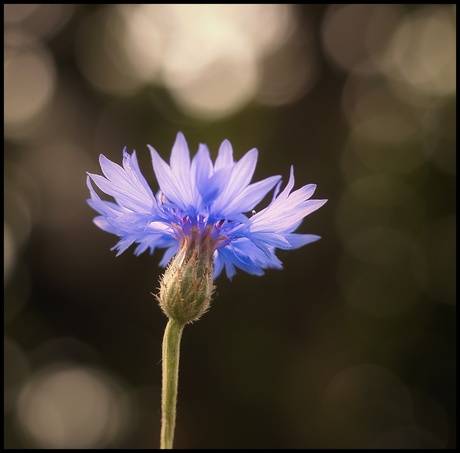 Korenbloem bokeh