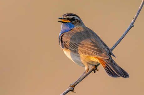 Blauwborst - Bluethroat