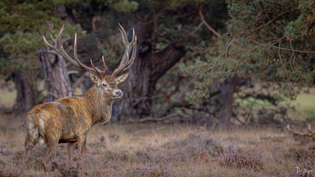 Koning van de Veluwe