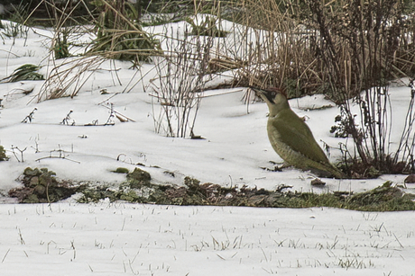 Groene Specht