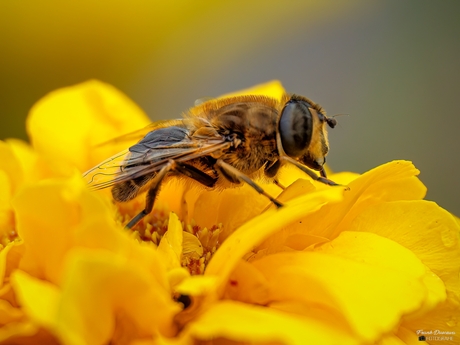 Blinde bij  (Eristalis tenax).