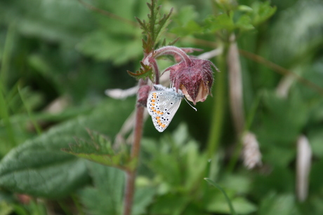 Macrofoto's Frankrijk