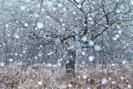 Boom in sneeuwbui