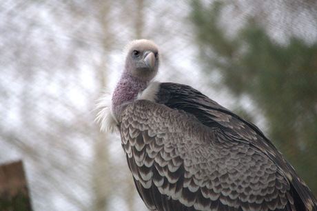 Beekse bergen 12-14-21