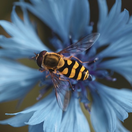 Zweefvliegje op  een korenbloem