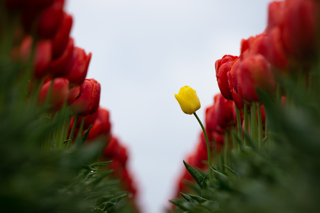 Verdwaalde tulp