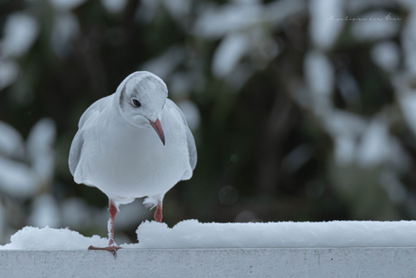 Tuinvogeltelling 2026