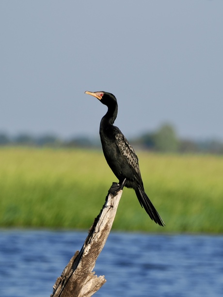 Afrikaanse dwergaalscholver 