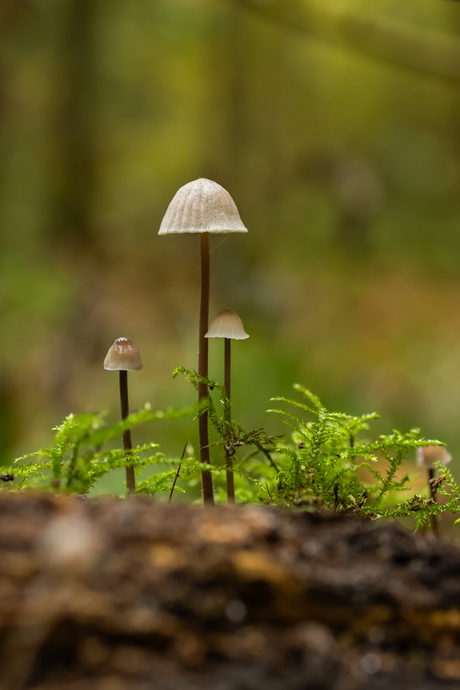 Paddenstoelen