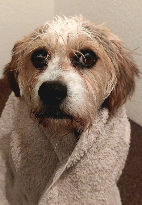 Wat een hondenweer gister 