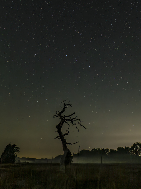 Gasterboom en Grote Beer