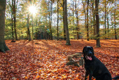 Herfstzonnetje