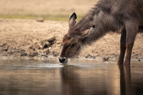 Dieren in Burgers’ Zoo