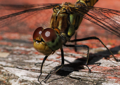 Na een buitje in de zon...