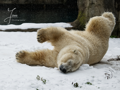 Genieten in de sneeuw