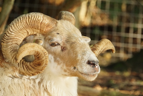 Schaap met geweldige hoorns