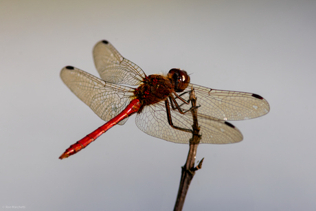 Nagenoeg geen vogels bij het vakantieadres,dan maar op insectenjacht.