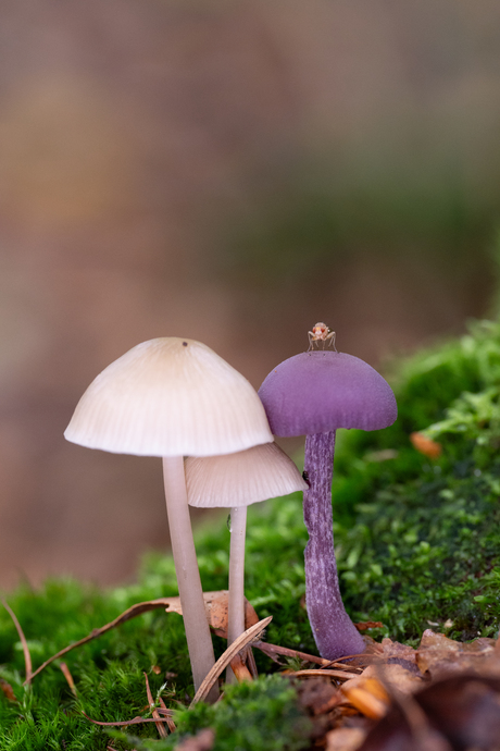 Paddestoelen