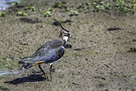Maak je pak niet vies!