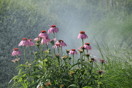 echinacea (zonnehoed) sproeien